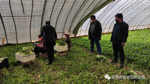 市區聯合行動 強化疫情期間農產品質量安全監管，推進食用農產品合格證制度落地